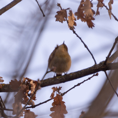 Phylloscopus collybita