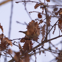 Phylloscopus collybita