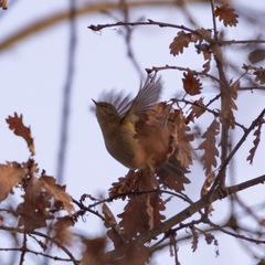 Phylloscopus collybita