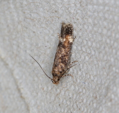 Caryocolum fraternella