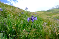 Agapanthus campanulatus