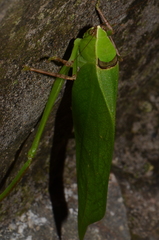 Stilpnochlora thoracica