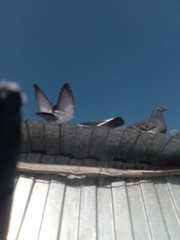 Columba livia domestica