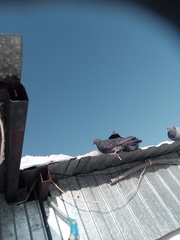 Columba livia domestica