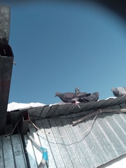 Columba livia domestica