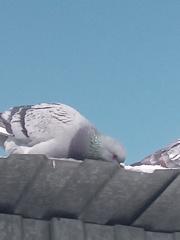 Columba livia domestica