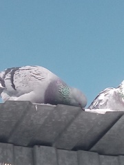 Columba livia domestica
