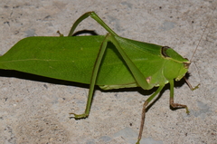 Stilpnochlora thoracica