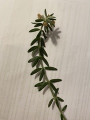Westringia fruticosa