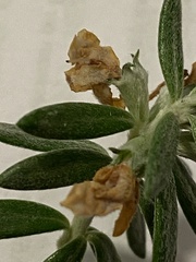 Westringia fruticosa