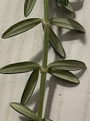 Westringia fruticosa