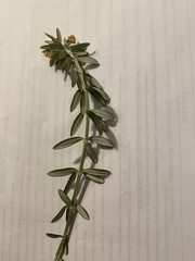 Westringia fruticosa