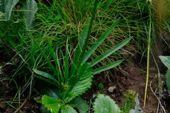 Agapanthus campanulatus