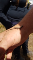 Oligosoma polychroma