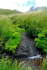 Afroligusticum thodei
