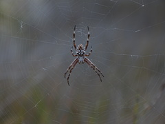 Backobourkia brouni