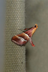 Persicoptera pulchrinalis