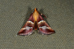 Persicoptera pulchrinalis