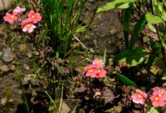 Jamesbrittenia breviflora