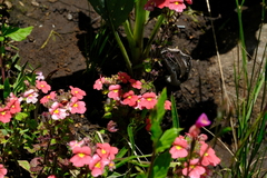 Jamesbrittenia breviflora