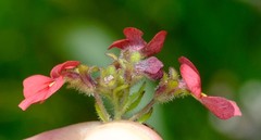 Jamesbrittenia breviflora