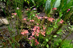 Jamesbrittenia breviflora