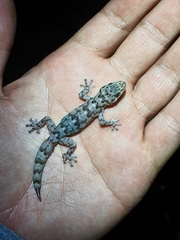 Afroedura haackei
