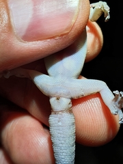Afroedura haackei