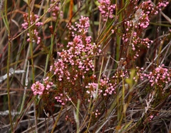 Erica globulifera