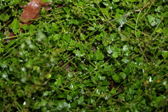 Chenopodium trigonon stellulatum