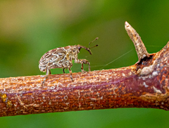 Mogulones geographicus