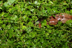 Chenopodium trigonon stellulatum