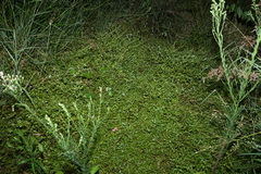 Chenopodium trigonon stellulatum