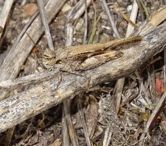 Acrotylus insubricus