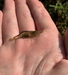 Paratya curvirostris