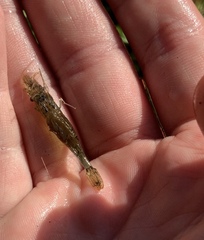 Paratya curvirostris