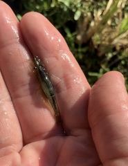 Paratya curvirostris