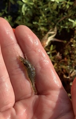 Paratya curvirostris