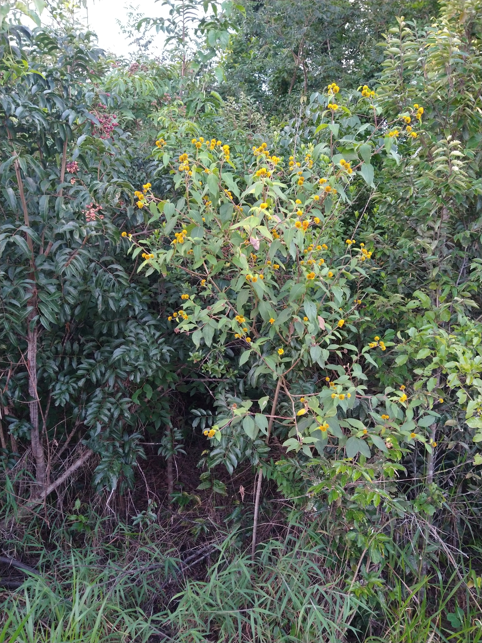Tilesia baccata