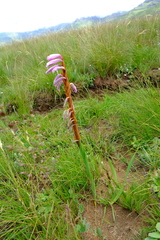 Watsonia lepida