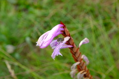 Watsonia lepida