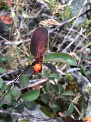 Cotoneaster cinnabarinus