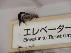 Hirundo rustica