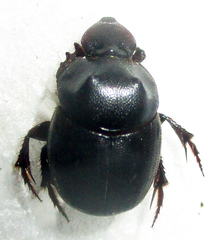 Onthophagus bicavifrons
