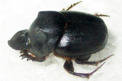Onthophagus bicavifrons