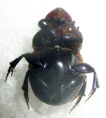Onthophagus bicavifrons