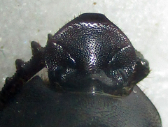Onthophagus bicavifrons
