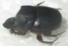 Onthophagus bicavifrons