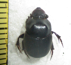 Onthophagus bicavifrons