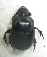 Onthophagus bicavifrons